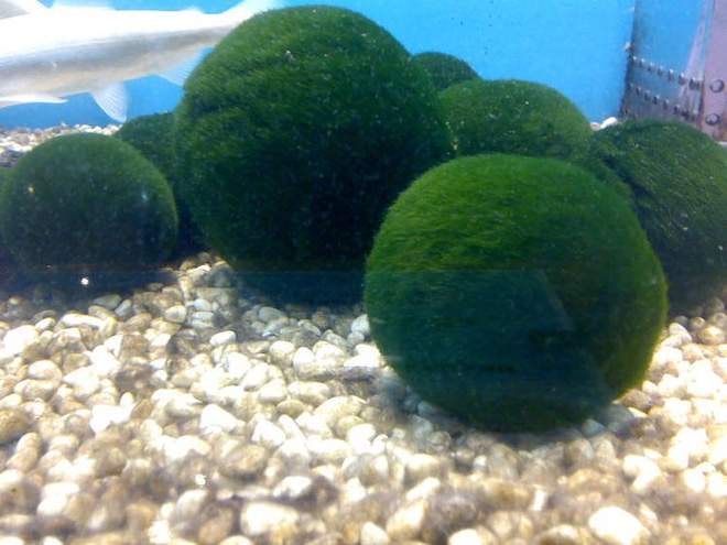 Marimo: Loài tảo cầu cực kỳ đáng yêu đang dần trở thành trào lưu chăm sóc như thú cưng tại Nhật Bản - Ảnh 1.