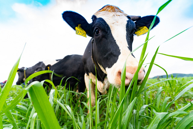 Sau 2 năm tiếp quản trang trại từ Hoàng Anh Gia Lai, NutiFood đã làm gì để xóa đi lời chê bai DN sản xuất sữa nhưng không sở hữu con bò sữa nào? - Ảnh 4.