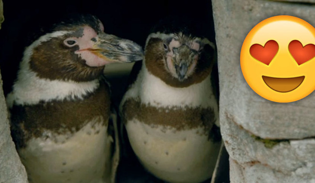 Những sự thật thú vị về chim cánh cụt khiến bạn phải ố á, hóa ra loài vật dễ thương này còn có cả kho tàng chuyện hài hước - Ảnh 4.