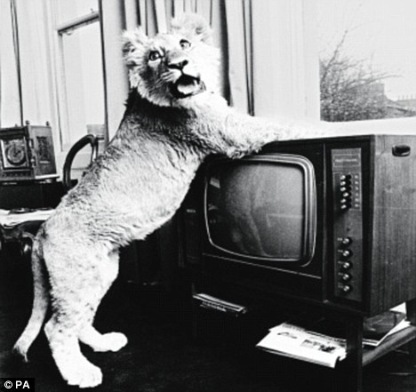 Những bức ảnh khó tin và câu chuyện về chú sư tử được nuôi như thú cưng trước khi trả về tự nhiên - Ảnh 3.