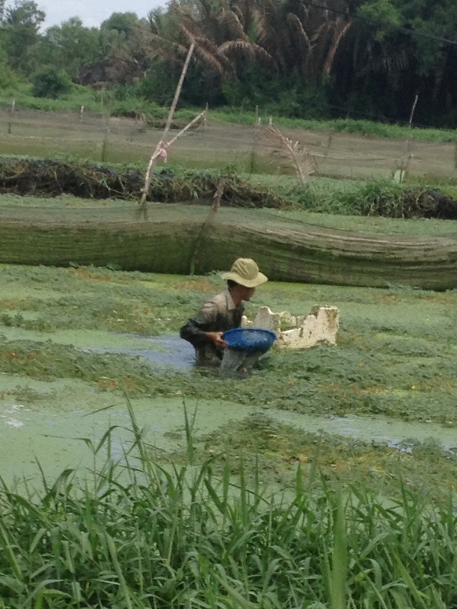 35 năm trồng cây rau dại toàn thân đeo phao trắng, ngày nào cũng cắt bán nửa tạ, bỏ túi 1 triệu - Ảnh 1.