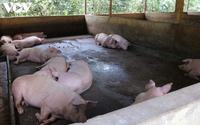 ​Giá thành chăn nuôi lợn hiện khoảng 50.000 - 71.000 đồng/kg - Ảnh 1.