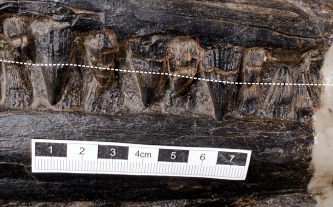 Hóa thạch tiết lộ loài bò sát săn mồi tối thượng trong thời đại khủng long - Ảnh 6.