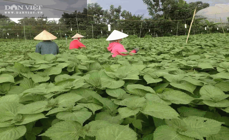 Trồng thứ rau thức cả ngày lẫn đêm, ông nông dân tỉnh Đồng Nai hái lá bán sang Hàn Quốc thu tiền tỷ - Ảnh 2.