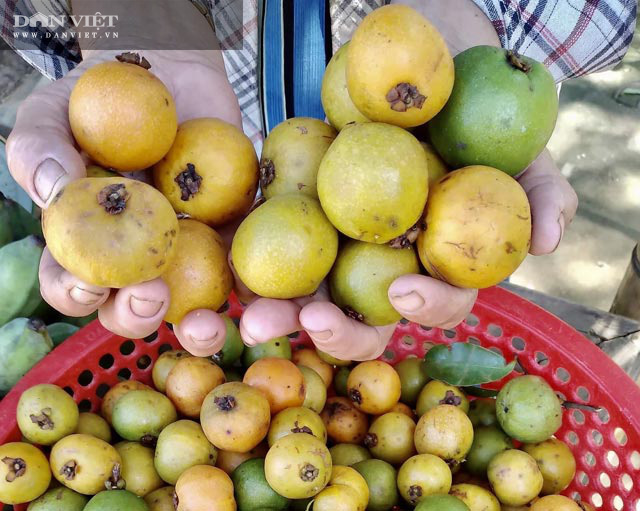 Quảng Ngãi: Trái dại vị chua ngọt - anh em của măng cụt ăn chơi nay thành đặc sản hút khách - Ảnh 3.