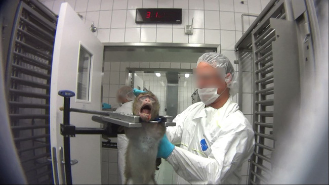 Từng gây ám ảnh với những thước hình tra tấn động vật, phòng thí nghiệm bị yêu cầu đóng cửa nay được nhận phán quyết mới khiến dư luận phẫn nộ - Ảnh 5.
