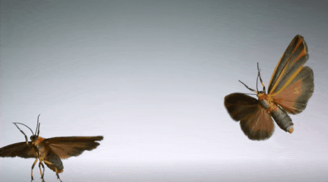 Nhà khoa học quay được khoảnh khắc slow-motion khi côn trùng cất cánh ở tốc độ 3.200fps - Ảnh 1.
