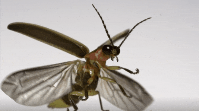Nhà khoa học quay được khoảnh khắc slow-motion khi côn trùng cất cánh ở tốc độ 3.200fps - Ảnh 4.
