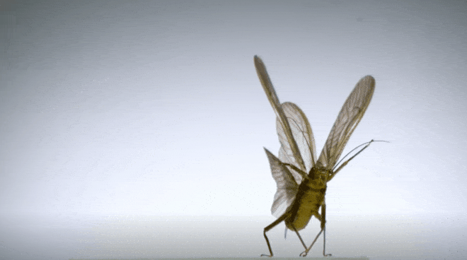 Nhà khoa học quay được khoảnh khắc slow-motion khi côn trùng cất cánh ở tốc độ 3.200fps - Ảnh 2.