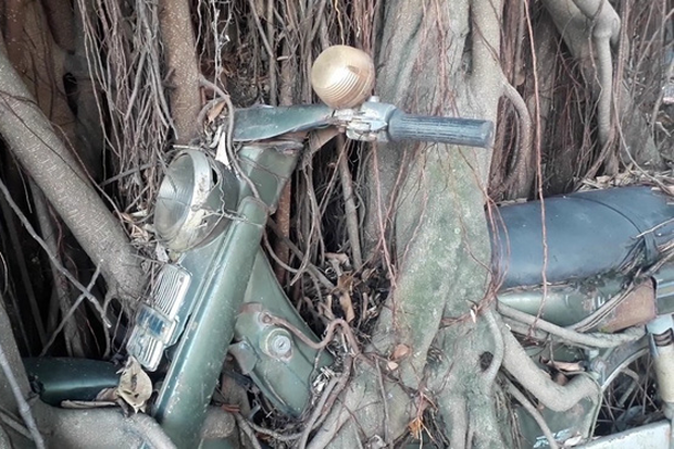 Thực hư hợp thể cây cổ thụ ôm chiếc xe máy gần 30 năm với biết bao lời đồn bí ẩn được chia sẻ khắp trên Tiktok - Ảnh 5.