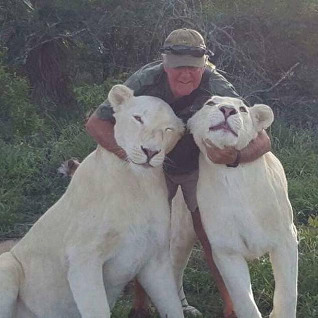 Sinh nghề tử nghiệp: Cả đời cống hiến cho động vật hoang dã, nhà bảo tồn bất ngờ bị đôi sư tử trắng quý hiếm mình nuôi cắn chết - Ảnh 1.