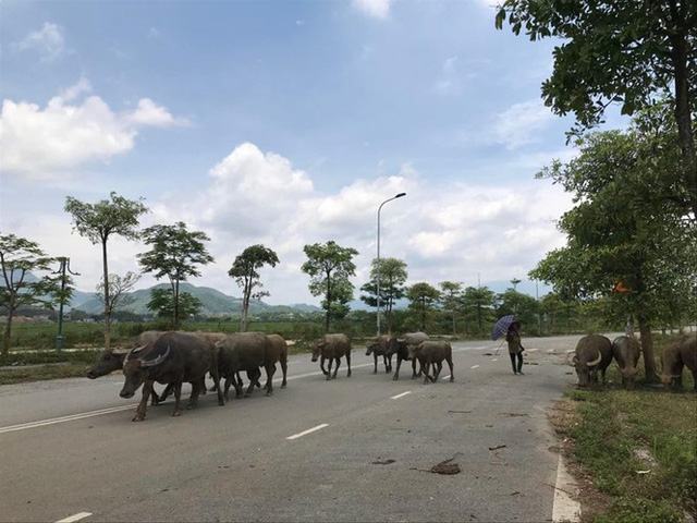  Vùng lõi đô thị vệ tinh Hòa Lạc: Nhiều đại dự án hoang hóa, khó khăn  - Ảnh 1.