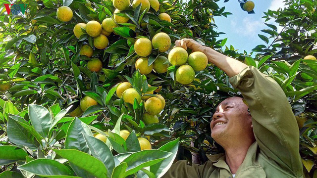 Người dân Sơn La thu nhập hàng tỷ đồng mỗi năm nhờ cây ăn quả - Ảnh 2.