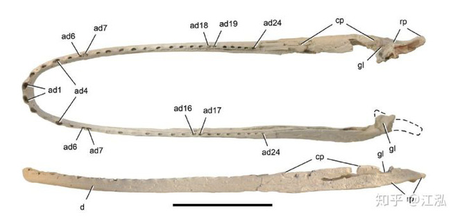Stomatosuchus inermis: Loài cá sấu cổ đại có thể nuốt chửng cả thế giới - Ảnh 3. Stomatosuchus inermis: Loài cá sấu cổ đại có thể nuốt chửng cả thế giới - Ảnh 3.