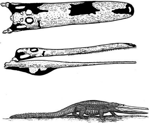 Stomatosuchus inermis: Loài cá sấu cổ đại có thể nuốt chửng cả thế giới - Ảnh 4.