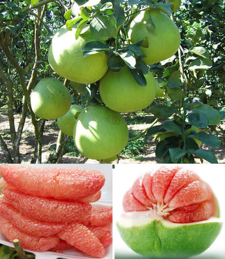 Từ A-Z cách chọn các loại trái cây mùa hè bách phát bách trúng trái nào cũng ngon - Ảnh 8.