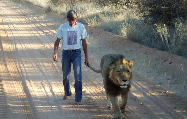 Vừa sinh ra đã bị tách khỏi cha mẹ để tránh bị ăn thịt, sư tử con đến sống với người đàn ông và bắt đầu tình bạn 11 năm kỳ lạ - Ảnh 1.