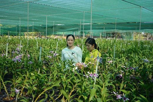 Long An: Trồng phong lan trên đất… nuôi tôm, nhiều nhà thu tiền tỷ, làng thành trù phú - Ảnh 1.