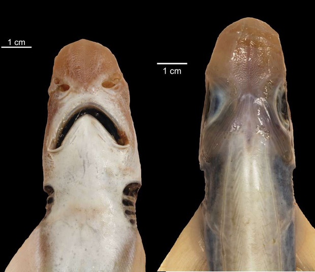 Lần đầu tiên khoa học tìm ra con cá mập đáng thương nhất lịch sử: Việc nó tồn tại được đến giờ phút này hoàn toàn là nhờ may mắn - Ảnh 1.
