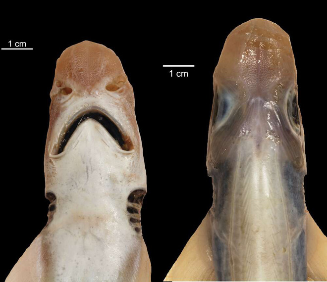 Lần đầu tiên khoa học tìm ra con cá mập đáng thương nhất lịch sử: Việc nó tồn tại được đến giờ phút này hoàn toàn là nhờ may mắn - Ảnh 2.