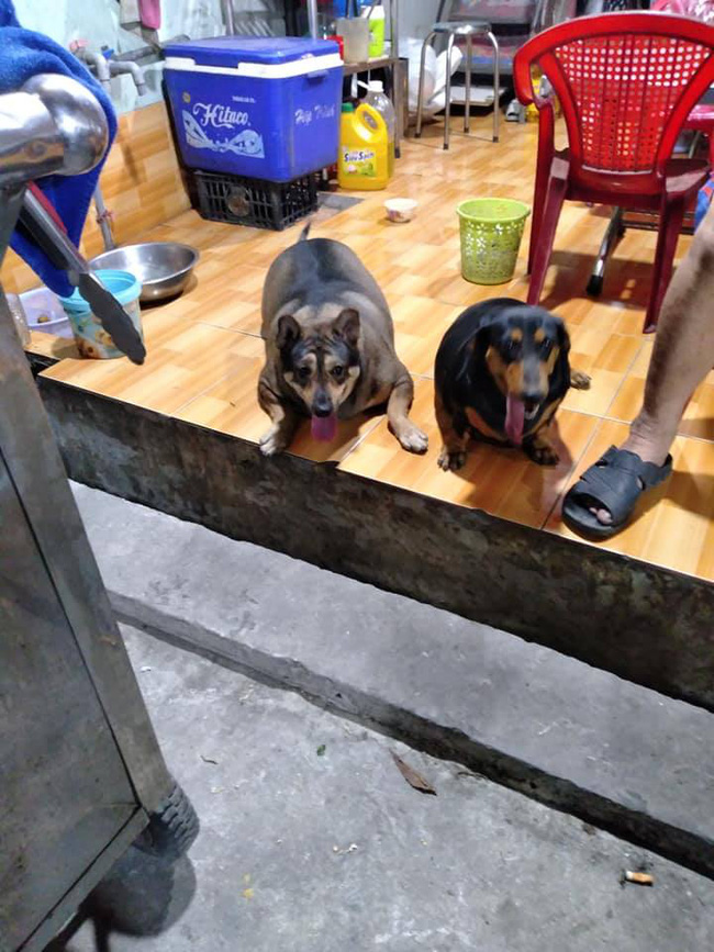 2 chú chó của gia đình bán đồ ăn chay béo rụt cổ, đi lại cũng chẳng xong, dân mạng lanh trí gọi tên AquaDog làm tấm gương học tập - Ảnh 1.