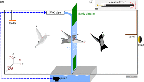Những thước phim slow motion đầu tiên tiết lộ kỹ thuật bay xuyên nước của chim và côn trùng - Ảnh 3.