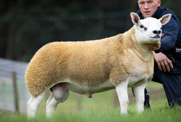Chú cừu 6 tháng tuổi mặt hệt như cún con, phổng phao như bò tót mà có giá trị đắt hơn cả xe Ferrari và đồng hồ Rolex cộng lại - Ảnh 3.