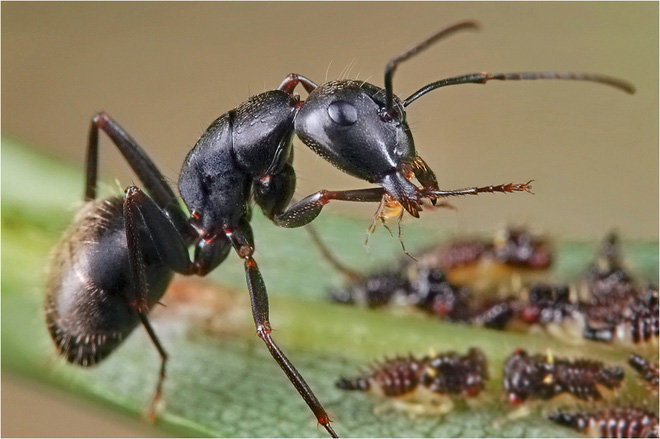 Kiến v&agrave; ong c&oacute; thể dạy ch&uacute;ng ta điều g&igrave; về c&aacute;ch ph&ograve;ng chống dịch bệnh? - Ảnh 3.