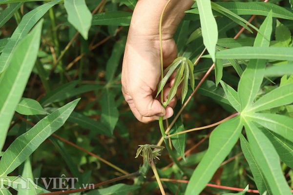 Phú Thọ: Rau nhà nghèo một thời ăn chống đói, nay là đặc sản, thu cả triệu đồng mỗi ngày - Ảnh 4.