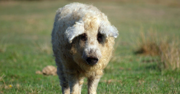 Chú lợn lông xù giống hệt con cừu nhưng tính cách thì như một con chó - Ảnh 4.