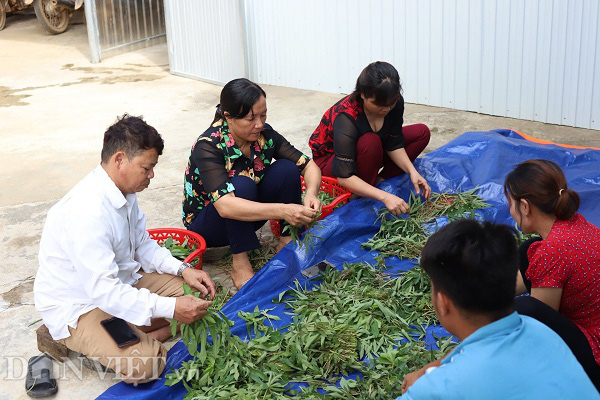 Phú Thọ: Rau nhà nghèo một thời ăn chống đói, nay là đặc sản, thu cả triệu đồng mỗi ngày - Ảnh 5.