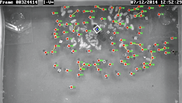 Kiến v&agrave; ong c&oacute; thể dạy ch&uacute;ng ta điều g&igrave; về c&aacute;ch ph&ograve;ng chống dịch bệnh? - Ảnh 6.