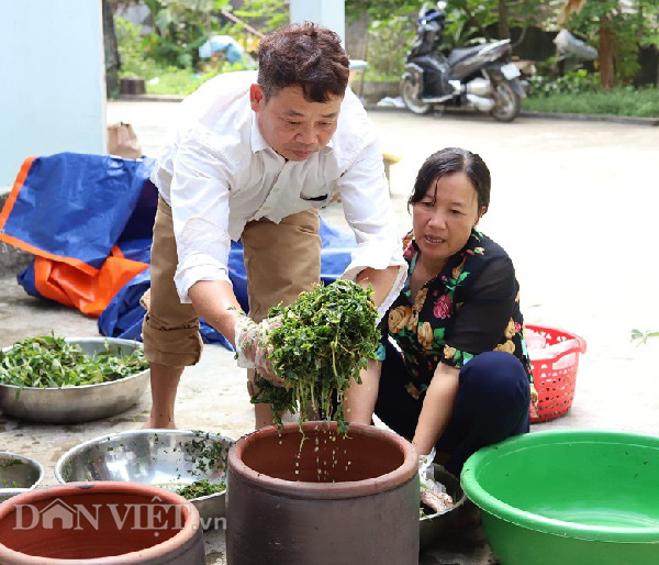 Phú Thọ: Rau nhà nghèo một thời ăn chống đói, nay là đặc sản, thu cả triệu đồng mỗi ngày - Ảnh 8.