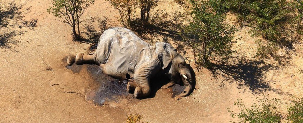 Vụ án thảm họa bảo tồn khiến hàng trăm con voi chết hàng loạt cuối cùng đã xuất hiện manh mối - Ảnh 1.