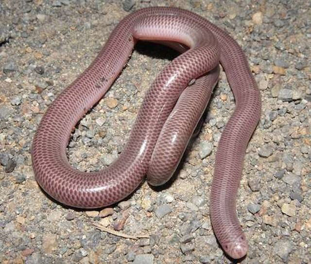 Sự thật về loài rắn nhỏ bé bị cho là độc đến mức cắn là chết khiến nhiều người kinh sợ - Ảnh 2.