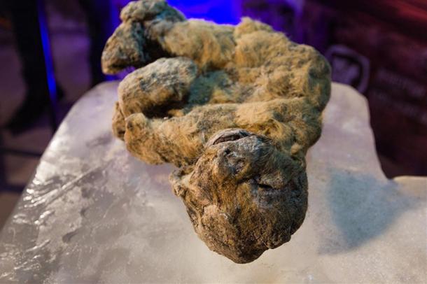 Tìm thấy xác sư tử song sinh niên đại hơn 10.000 tuổi nằm ngủ trong hang - Ảnh 1.