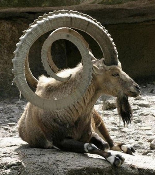 1001 thắc mắc: Những loài vật nào có cặp sừng ‘khủng’ nhất thế giới? - Ảnh 4.