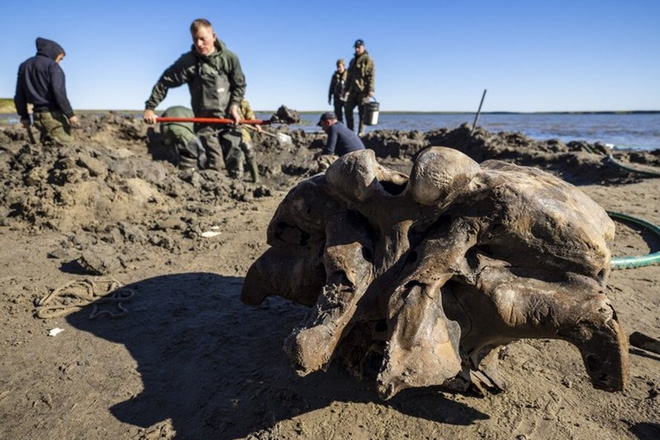 Băng tan tại Bắc Cực để lộ hài cốt voi ma mút 10.000 năm tuổi vẫn còn nguyên gân và da - Ảnh 1.