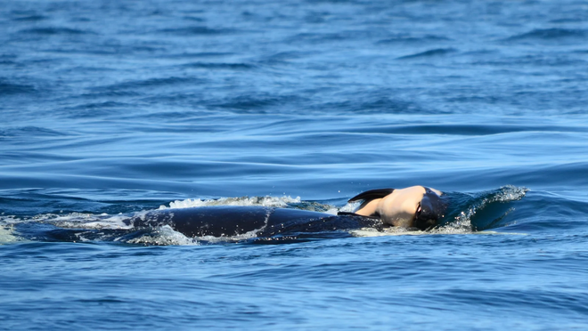 Tin vui: Con cá voi sát thủ từng ôm xác con trong đau đớn suốt 17 ngày đã mang thai lần nữa - Ảnh 2.