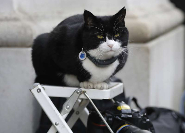 Mèo Palmerston - tổng quản diệt chuột hàng đầu nước Anh đã chính thức về hưu - Ảnh 1.