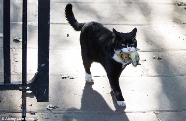 Mèo Palmerston - tổng quản diệt chuột hàng đầu nước Anh đã chính thức về hưu - Ảnh 2.