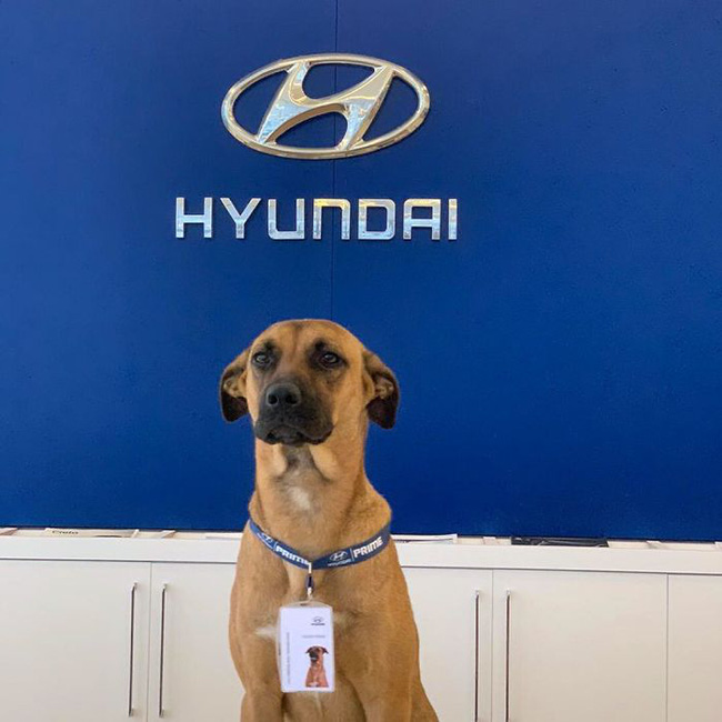 Cún hoang đẹp trai được đại lý ô tô Hyundai tuyển dụng, bao ăn ở, vừa làm 3 tháng đã thăng chức 2 lần - Ảnh 2.