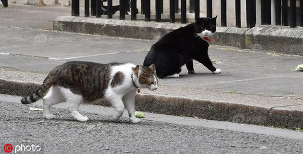 Mèo Palmerston - tổng quản diệt chuột hàng đầu nước Anh đã chính thức về hưu - Ảnh 4.