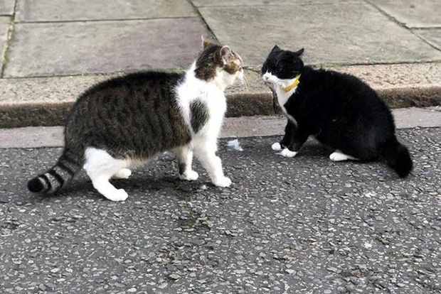 Mèo Palmerston - tổng quản diệt chuột hàng đầu nước Anh đã chính thức về hưu - Ảnh 5.