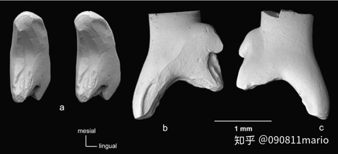 Tìm thấy dấu vết của động vật có vú trên hóa thạch của loài khủng long Mamenchisaurus - Ảnh 8.