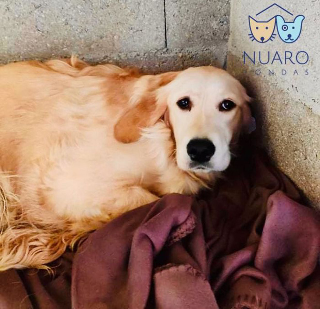 Chó nhà mất tích được tìm thấy trong lò nhân giống trái phép, để rồi vạch trần cả một ngành công nghiệp tàn khốc trục lợi bằng chó thuần chủng tại Bắc Âu - Ảnh 6.