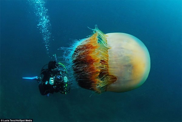 Cận cảnh về loài sứa khổng lồ dưới đại dương, là nỗi ám ảnh của ngư dân Nhật Bản - Ảnh 1.