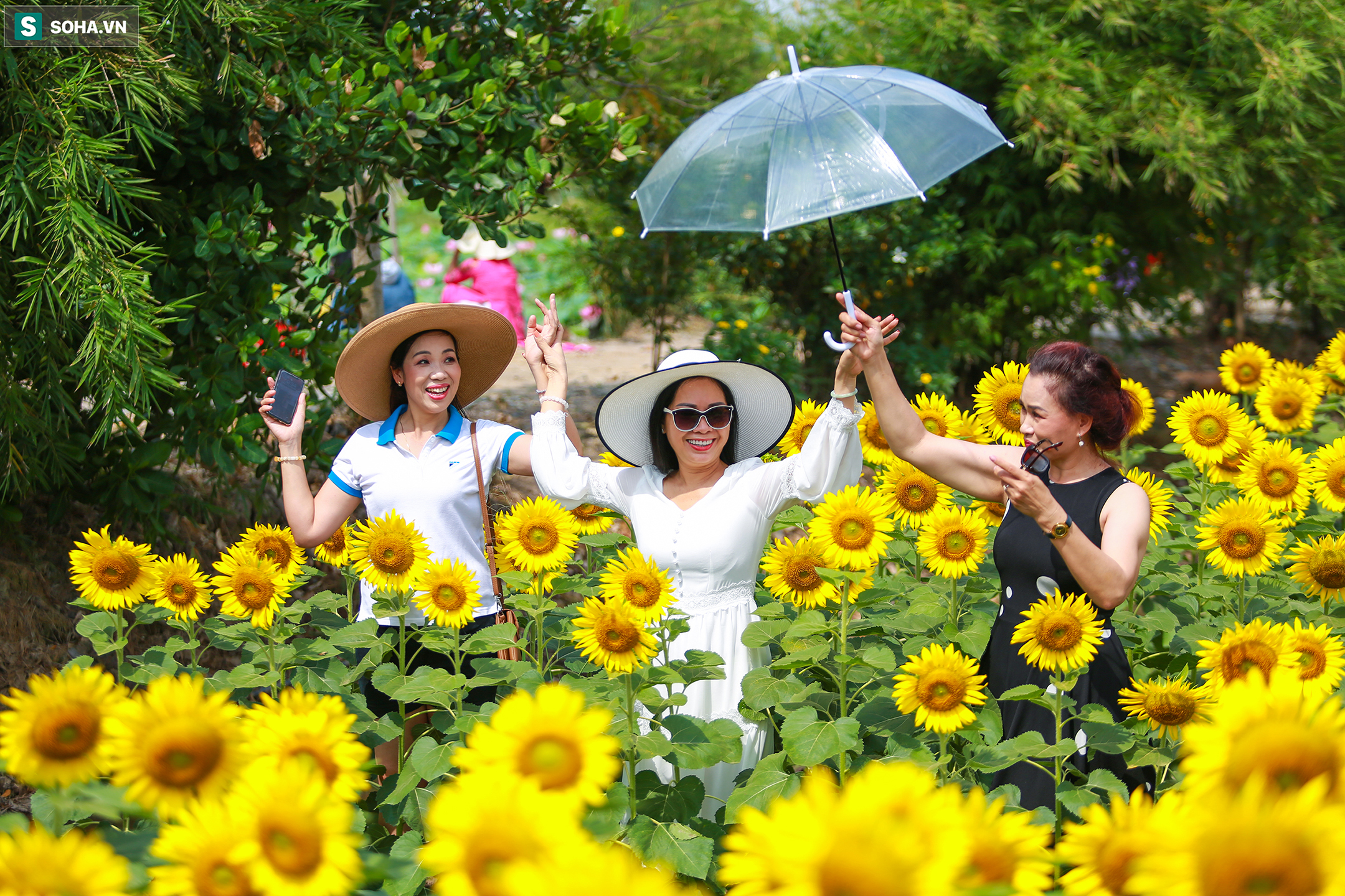 [Ảnh] Mê mẩn cánh đồng hoa hướng dương hút giới trẻ check-in dịp cuối tuần ở Sài Gòn  - Ảnh 10.