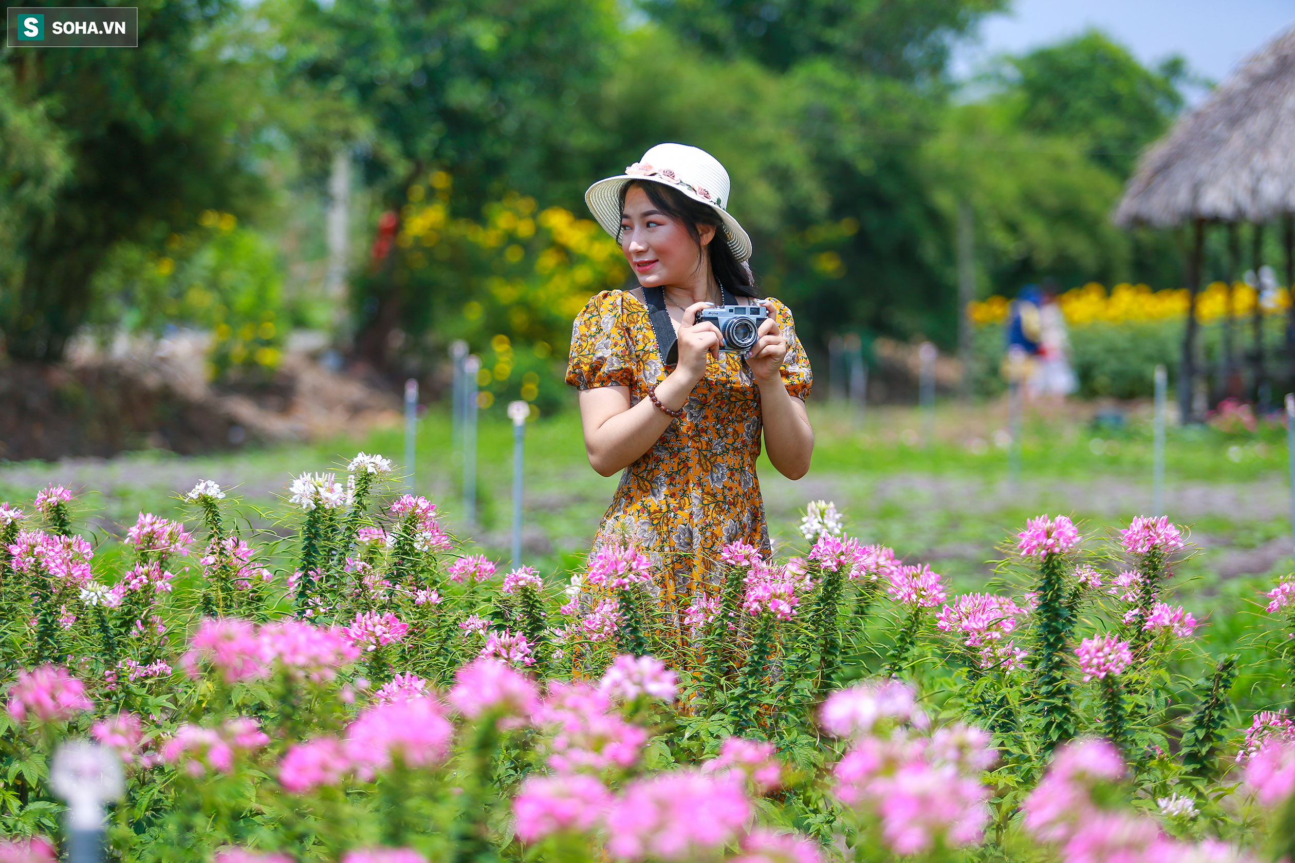 [Ảnh] Mê mẩn cánh đồng hoa hướng dương hút giới trẻ check-in dịp cuối tuần ở Sài Gòn  - Ảnh 13.