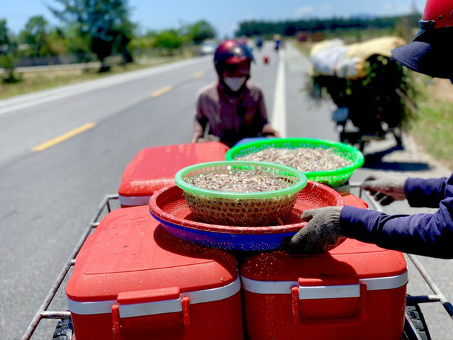 Ngư dân Hà Tĩnh trúng đậm cá cơm, mỗi ngày thu tiền triệu - Ảnh 5.